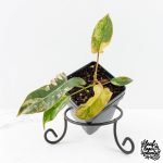 Philodendron 'Brown Beauty' ('Black Billietiae' x 'Florida Beauty') (wk30-Q)
