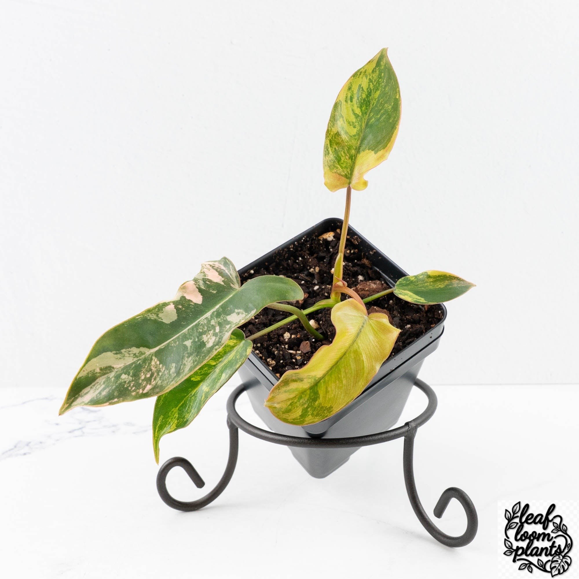 PhilodendronBrownBeatuyvariegated_BlackbillitiaexFloridaBeauty_-30Q-3-2.jpg Clean Philodendron 'Brown Beauty' ('Black Billietiae' x 'Florida Beauty') (wk30-Q) - Image 1