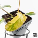 Philodendron 'Brown Beauty' ('Black Billietiae' x 'Florida Beauty') (wk30-Q) - Image 3