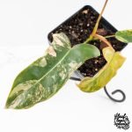 Philodendron 'Brown Beauty' ('Black Billietiae' x 'Florida Beauty') (wk30-Q) - Image 4