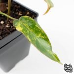 Philodendron 'Brown Beauty' ('Black Billietiae' x 'Florida Beauty') (wk30-Q) - Image 5