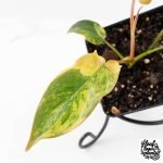 Philodendron 'Brown Beauty' ('Black Billietiae' x 'Florida Beauty') (wk30-Q) - Image 6