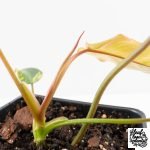 Philodendron 'Brown Beauty' ('Black Billietiae' x 'Florida Beauty') (wk30-Q) - Image 7