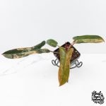 Philodendron 'Brown Beauty' ('Black Billietiae' x 'Florida Beauty') (wk29-E)