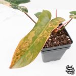 Philodendron 'Brown Beauty' ('Black Billietiae' x 'Florida Beauty') (wk29-E) - Image 3