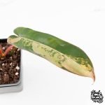Philodendron 'Brown Beauty' ('Black Billietiae' x 'Florida Beauty') (wk29-E) - Image 5