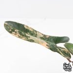 Philodendron 'Brown Beauty' ('Black Billietiae' x 'Florida Beauty') (wk29-E) - Image 4