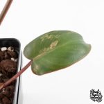 Philodendron 'Brown Beauty' ('Black Billietiae' x 'Florida Beauty') (wk29-E) - Image 6