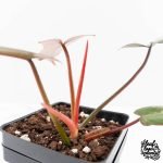 Philodendron 'Brown Beauty' ('Black Billietiae' x 'Florida Beauty') (wk29-E) - Image 7