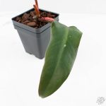 Philodendron 'Dark Lord' Pink Variegated (wk29-UE) - Image 3