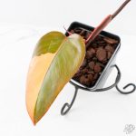 Philodendron 'Dark Lord' Pink Variegated (wk29-UE) - Image 4