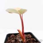 Philodendron 'Dark Lord' Pink Variegated (wk29-UE) - Image 5