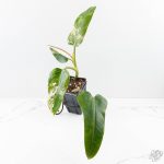 Philodendron Domesticum Marble Variegated (wk25-C) - Image 2