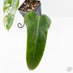 Philodendron Domesticum Marble Variegated (wk25-C) - Image 4