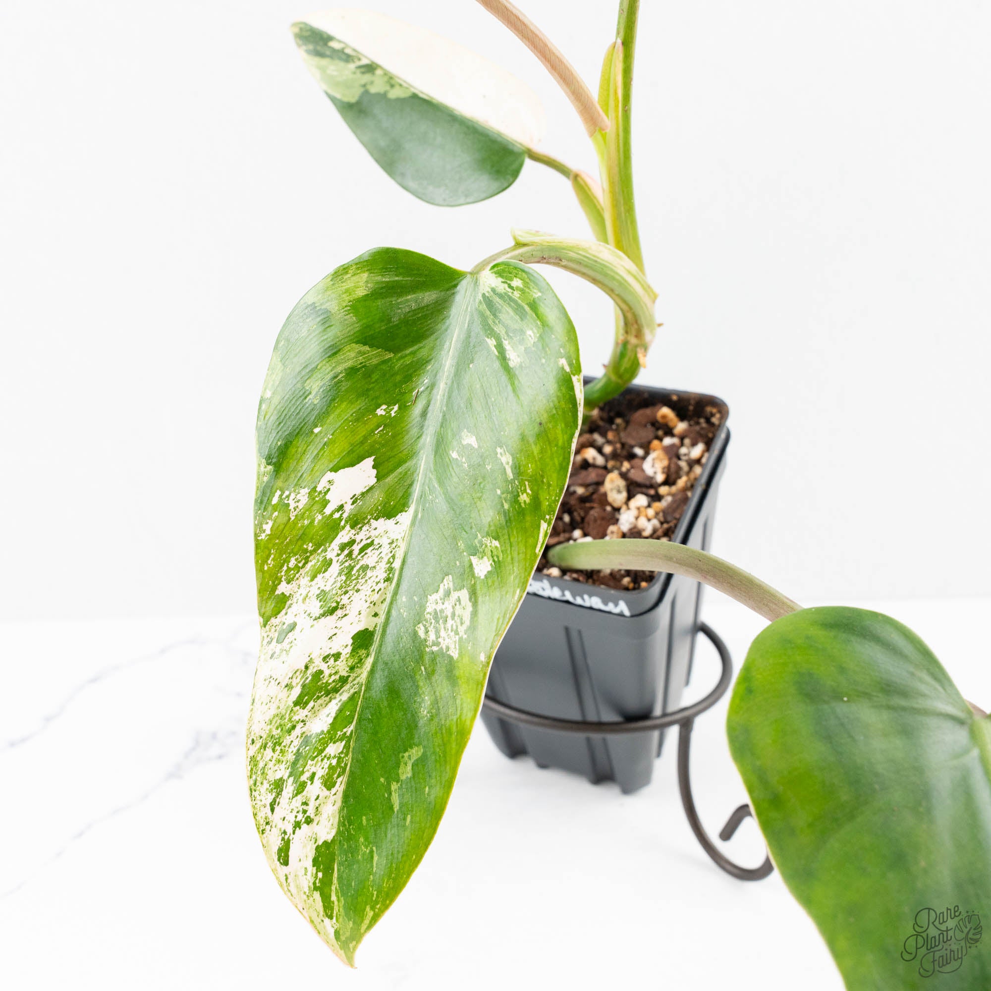 PhilodendronDomesticumMarblevariegated-25C-5-2.jpg Philodendron Domesticum Marble Variegated (wk25-C) - Image 1