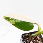 Philodendron Domesticum Marble Variegated (wk25-C) - Image 5