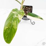 Philodendron Domesticum Marble Variegated (wk25-C) - Image 6