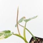 Philodendron Domesticum Marble Variegated (wk25-C) - Image 7