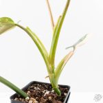 Philodendron Domesticum Marble Variegated (wk25-C) - Image 8