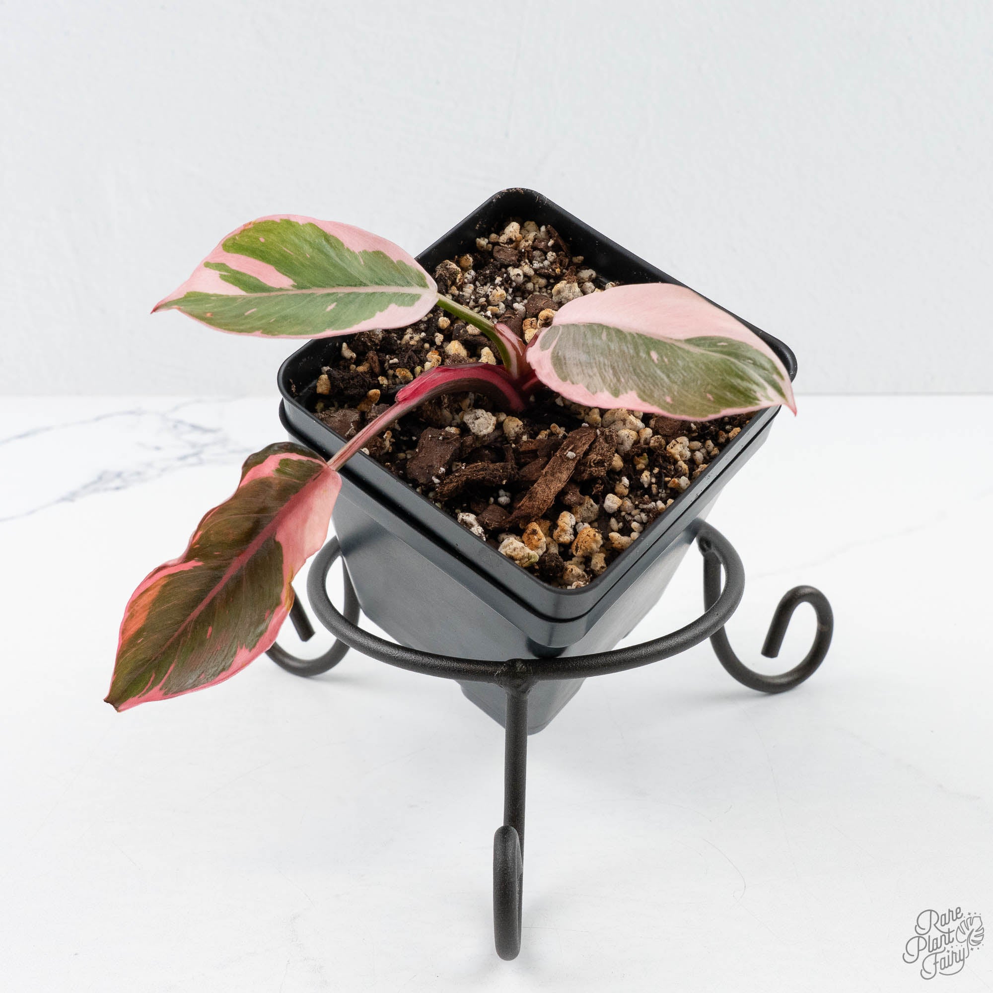 PhilodendronErubescensP.Princess-26Ftopshot-2-2.jpg Philodendron 'Pink Princess' Outer Variegated (wk26-F) - Image 1