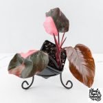 Philodendron erubescens 'Pink Princess' Variegated - Legacy (wk28-C)