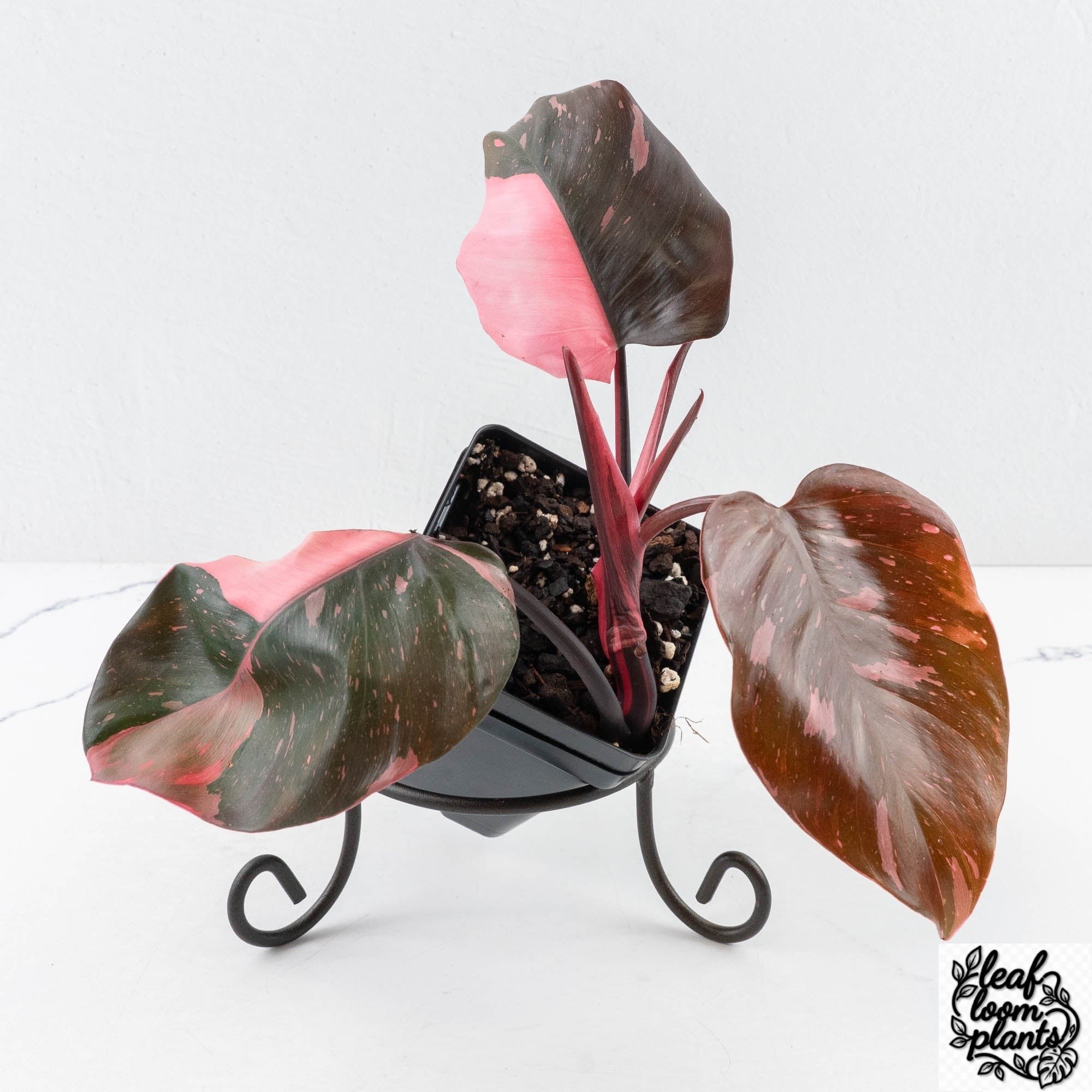 PhilodendronErubescensPinkPrincess-28C-3-2.jpg Clean Philodendron erubescens 'Pink Princess' Variegated - Legacy (wk28-C) - Image 1