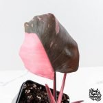 Philodendron erubescens 'Pink Princess' Variegated - Legacy (wk28-C) - Image 4