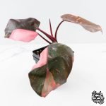 Philodendron erubescens 'Pink Princess' Variegated - Legacy (wk28-C) - Image 3