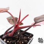 Philodendron erubescens 'Pink Princess' Variegated - Legacy (wk28-C) - Image 6