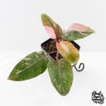Philodendron 'Scarlet Princess' ('Red Anderson' Mutation) Variegated (wk27-A)