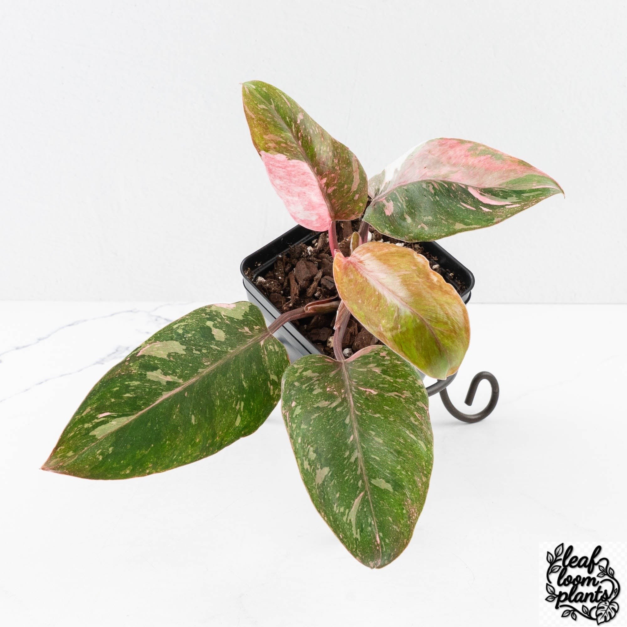 PhilodendronErubescensScarletPrincess-27A-3-2.jpg Clean Philodendron 'Scarlet Princess' ('Red Anderson' Mutation) Variegated (wk27-A) - Image 1