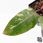 Philodendron 'Scarlet Princess' ('Red Anderson' Mutation) Variegated (wk27-A) - Image 3