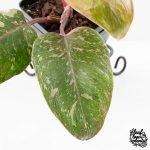 Philodendron 'Scarlet Princess' ('Red Anderson' Mutation) Variegated (wk27-A) - Image 4