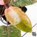Philodendron 'Scarlet Princess' ('Red Anderson' Mutation) Variegated (wk27-A) - Image 5
