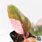 Philodendron 'Scarlet Princess' ('Red Anderson' Mutation) Variegated (wk27-A) - Image 6