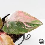 Philodendron 'Scarlet Princess' ('Red Anderson' Mutation) Variegated (wk27-A) - Image 7