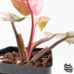 Philodendron 'Scarlet Princess' ('Red Anderson' Mutation) Variegated (wk27-A) - Image 8