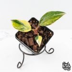Philodendron Erubescens 'White Princess Aurea' (wk30-Y)