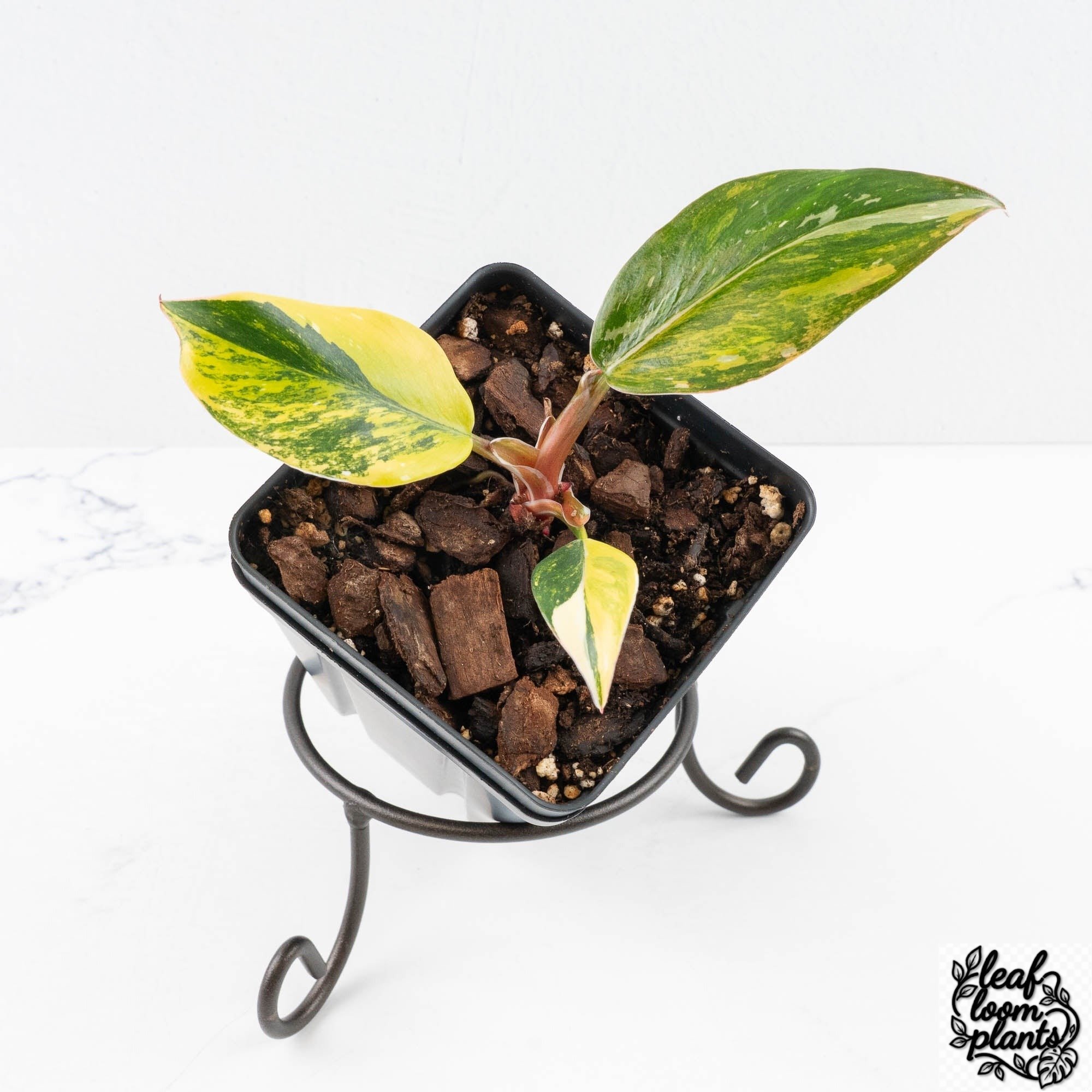 PhilodendronErubescensWhitePrincessaurea-30Y-3-2.jpg Clean Philodendron Erubescens 'White Princess Aurea' (wk30-Y) - Image 1