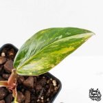 Philodendron Erubescens 'White Princess Aurea' (wk30-Y) - Image 3