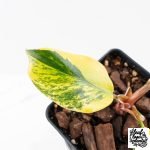 Philodendron Erubescens 'White Princess Aurea' (wk30-Y) - Image 4
