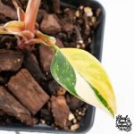 Philodendron Erubescens 'White Princess Aurea' (wk30-Y) - Image 5