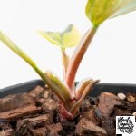 Philodendron Erubescens 'White Princess Aurea' (wk30-Y) - Image 6