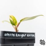Philodendron Erubescens 'White Princess Aurea' (wk30-Y) - Image 7
