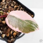 Philodendron 'Pink Princess' Outer Variegated (wk26-F) - Image 3
