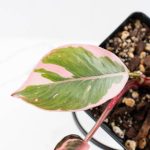 Philodendron 'Pink Princess' Outer Variegated (wk26-F) - Image 4