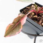 Philodendron 'Pink Princess' Outer Variegated (wk26-F) - Image 5