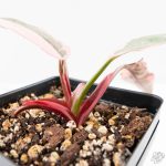 Philodendron 'Pink Princess' Outer Variegated (wk26-F) - Image 6