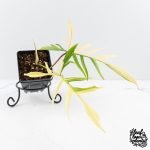 Philodendron Florida Beauty x Polypodioides Variegated (wk29-H)