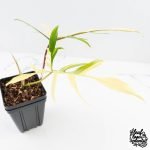 Philodendron Florida Beauty x Polypodioides Variegated (wk29-H) - Image 3